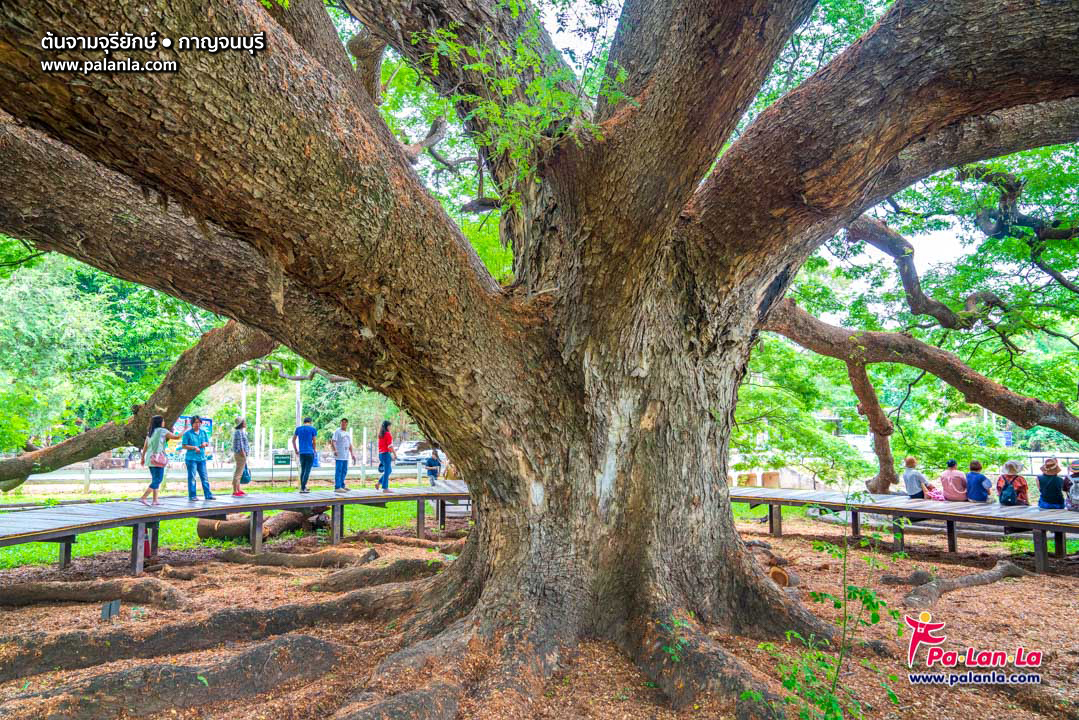 Giant Monkey Pod Tree